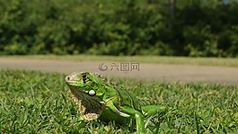變色龍,鬣蜥,bug