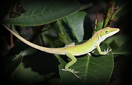 蜥蜴,爬行動物,詳細