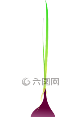蔥,洋蔥,蔬菜