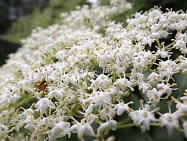 花卉,性质,新鲜