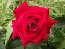 花卉,性質,紅色花