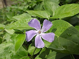 花卉,性质,新鲜