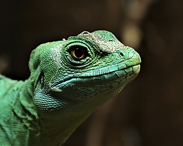 蜥蜴,爬行動物,綠色
