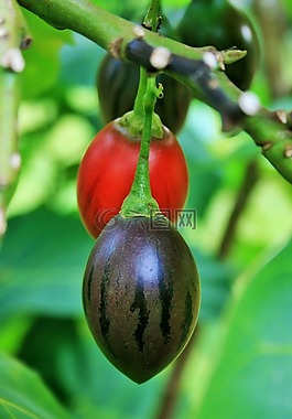 樹(shù)番茄,綠色,水果
