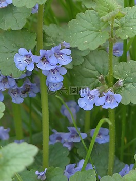 地面常春藤,花,開花