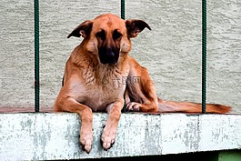 狗,sch?fer的狗,德國(guó)牧羊犬