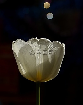 郁金香,白,滴
