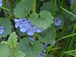 地面常春藤,花,開花
