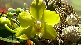 黃色,花,蘭花