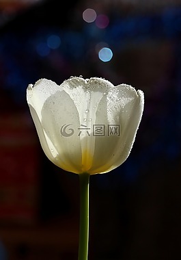 郁金香,白,滴