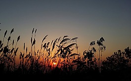 日落,側(cè)影,太陽