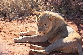 獅子,非洲,野生動物園