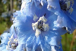花,藍(lán)色,性質(zhì)