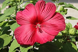 芙蓉花,花,性质