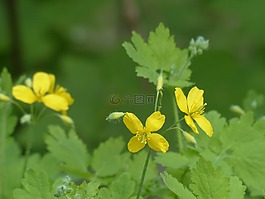 更多 celandine,開花,黃色