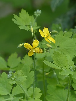 更多 celandine,開花,黃色