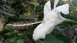 自然,植物區(qū)系,花
