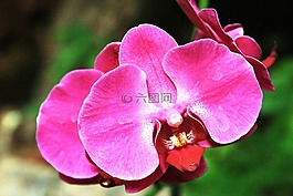 蘭花,花,性質(zhì)