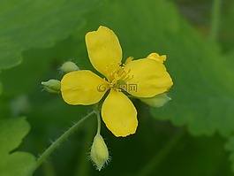 更多 celandine,開花,黃色