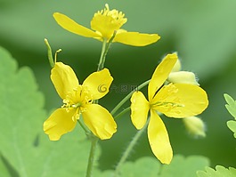 更多 celandine,鮮花,黃色