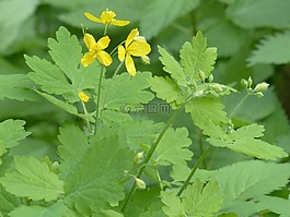更多 celandine,開花,黃色