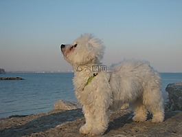 希娜,狗,寵物