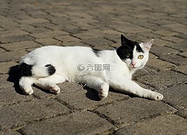 貓,國內(nèi)的貓,女性