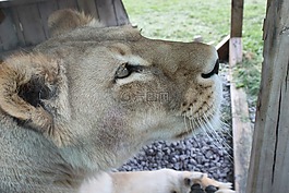 母獅,野生動物園,hemmingford