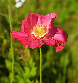 罌粟,粉紅色,開花
