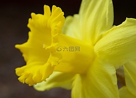 花,黃色,特寫(xiě)