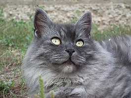 猫,西伯利亚,纵向