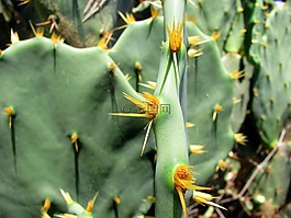 仙人掌,叶仙人掌,植物