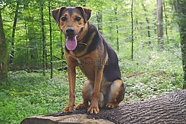狗,hundeportrait,混合動力