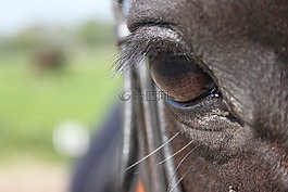 paardenoog,馬,小馬