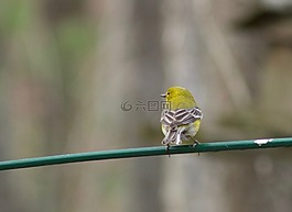 鳥,黃色,鱸魚