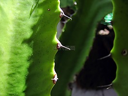 仙人掌,叶仙人掌,植物
