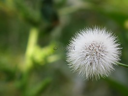 花卉,蒲公英,毛茸茸