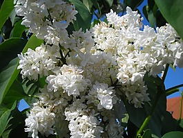 植物區(qū)系,鮮花,花園