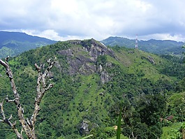山,丘陵,綠化