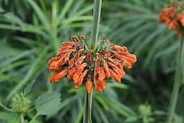 圣誕蠟燭棒,花,leonotis nepetifolia