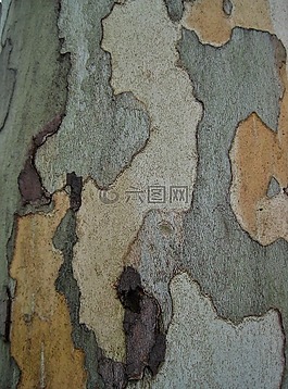樹(shù)皮,修補(bǔ)程序,自然