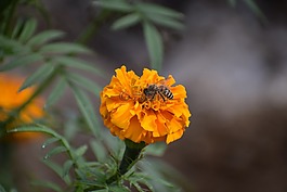 自然,花,植物區(qū)系