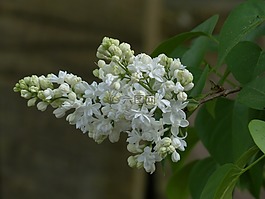 常見的丁香,鮮花,白