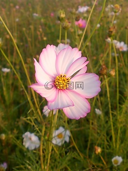 日出,花,自然