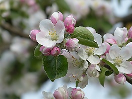 苹果花,苹果树,开花