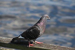 鳥,現場,晚間