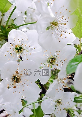 春天,自然法,夏天