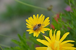 蜜蜂,昆蟲,黃色的花