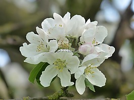 苹果花,苹果树,开花