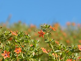 野花,夏天,橘子花